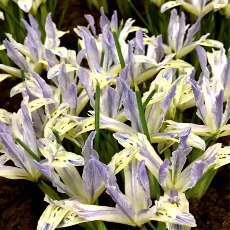 Bulbi de Iris reticulata Painted Lady
