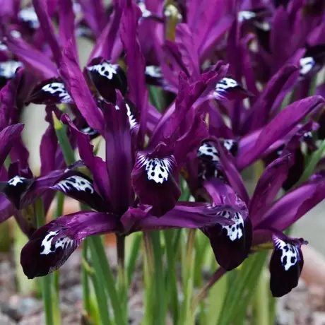 Bulbi de Iris reticulata Pauline