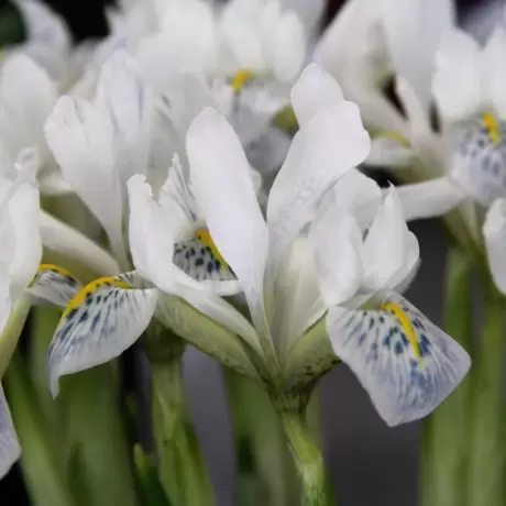 Bulbi de Iris reticulata Polar Ice