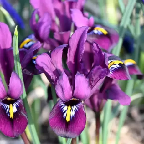 Bulbi de Iris reticulata Purple Hill