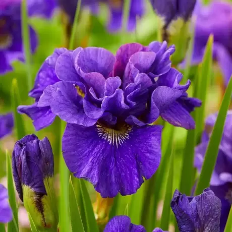 Rizomi de Iris Siberian Concord Crush