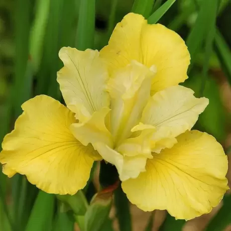 Rizomi de Iris Summer Revels