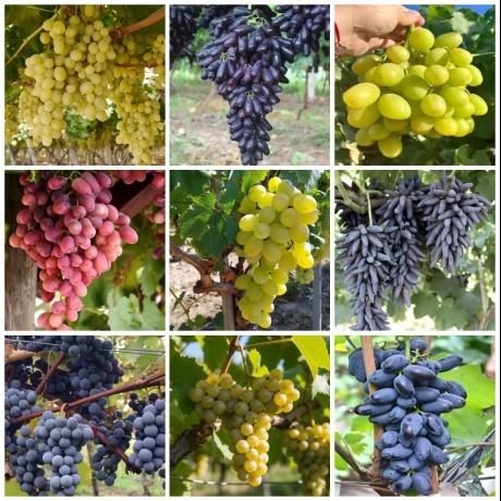 Pachet PROMO 9 Vita De Vie - La Ghiveci