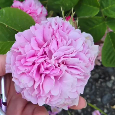 Trandafir de Dulceata Jaques Cartier – Anul 4 – Radacina Impachetata