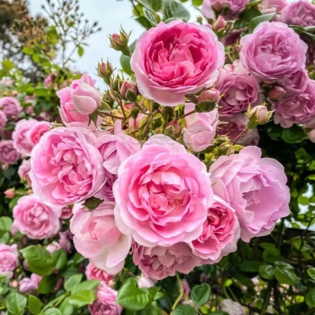 Trandafir Urcător Jasmina (Kordes) - Radacina Impachetata