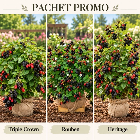 Pachet promo Trio de Mure – Deliciul Grădinii