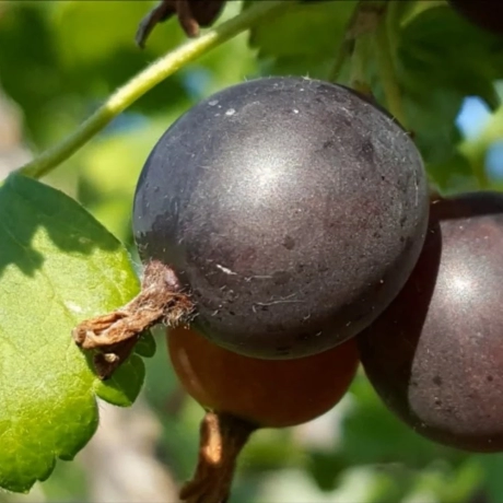 Arbust fructifer - Josta Pom Anul 3 cu Radacina Impachetata