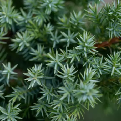 Juniperus Chinensis Blue Alps la Ghiveci