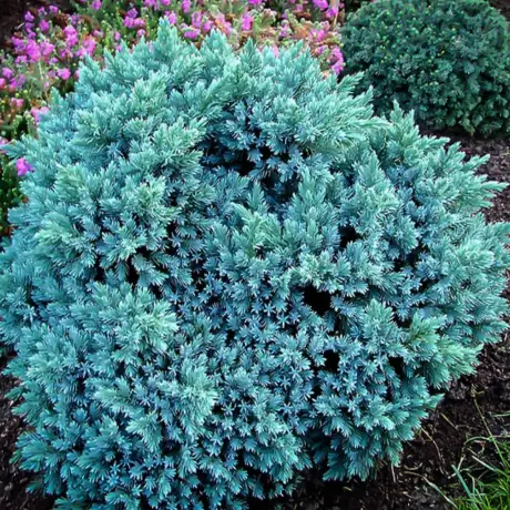 Juniperus Squamanta - Blue Star la Ghiveci