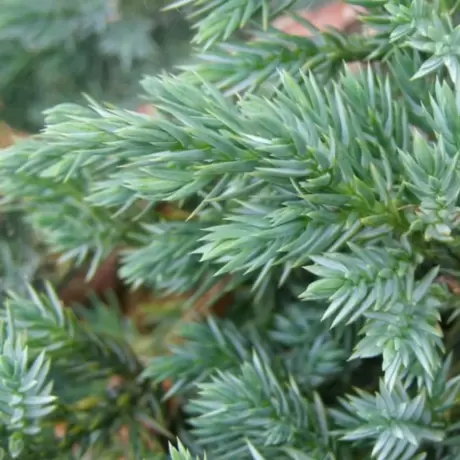 Juniperus Chinensis Blue Alps la Ghiveci