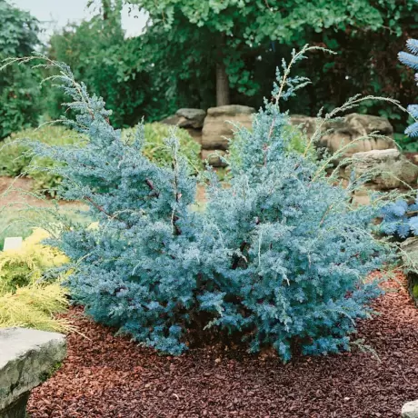 Juniperus Chinensis Blue Alps la Ghiveci