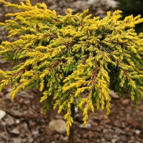 Juniperus Communis - Goldschatz la Ghiveci