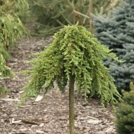 Juniperus Communis - Greenmantle la Ghiveci