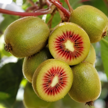 Pom Fructiferi - Kiwi Ken’s Red