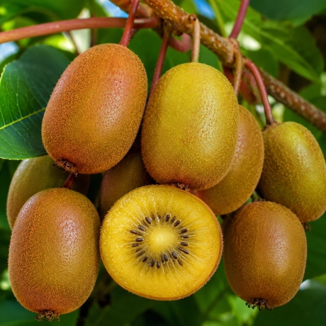 Pom Fructifer - Kiwi Ananasnaya