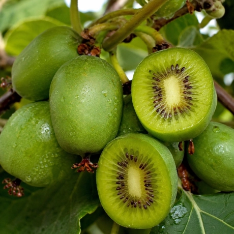 Pom Fructifer- Kiwi Issai