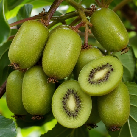 Pom Fructifer - Kiwi Weiki