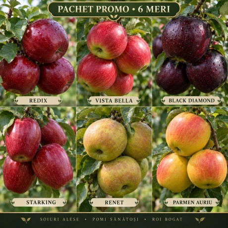 Pachet Promo - 6 Meri Columnari Premium