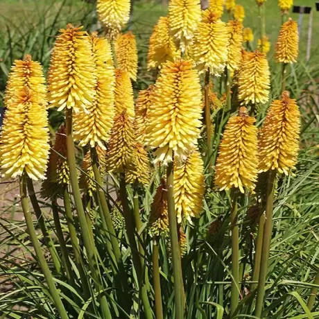 Kniphofia Moonstone