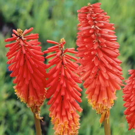 Kniphofia Red