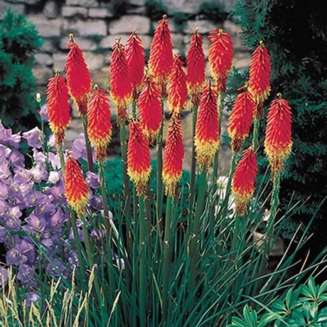 Kniphofia Royal