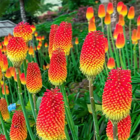 Kniphofia uvaria