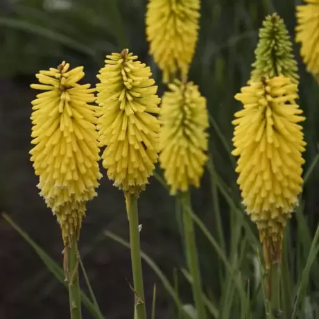 Kniphofia Yellow Cheer
