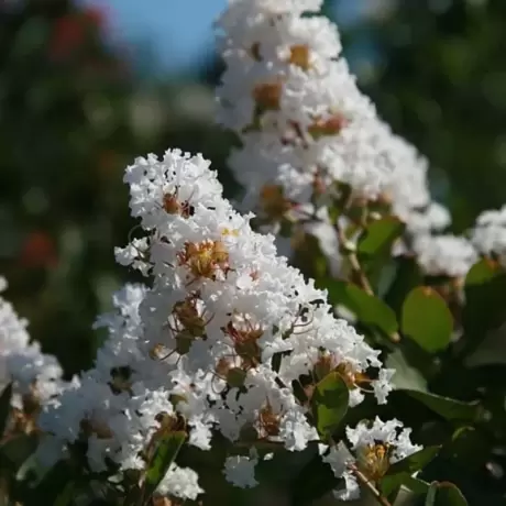Lagerstroemia Indica - Liliacul Indian Alb la Ghiveci
