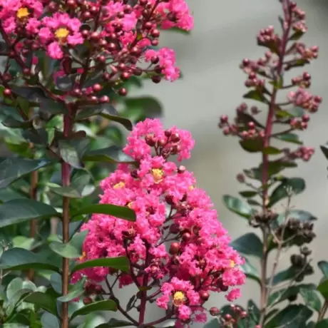 Lagerstroemia Indica - Liliacul Indian Roz la Ghiveci