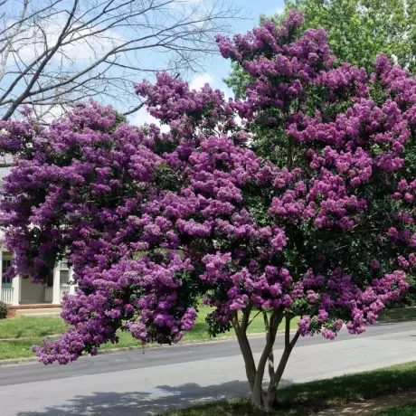 Lagerstroemia Indica - Liliacul Indian Violet la Ghiveci
