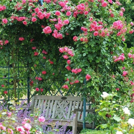 Trandafir Urcător Laguna (Kordes)