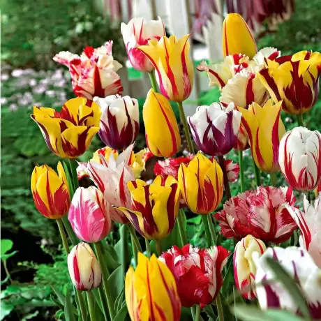 Bulbi de Lalele Double Late Tulips Mix