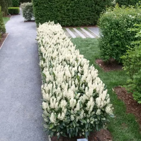 Laur Englezesc - Prunus Laurocerasus Novita la Ghiveci