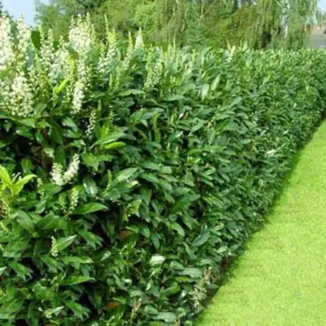 Laur Englezesc - Prunus Laurocerasus Novita la Ghiveci