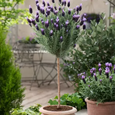 Lavanda Pomisor Anouk la Ghiveci
