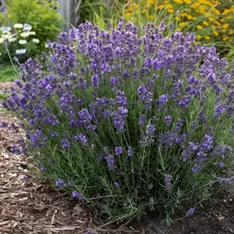 Lavandă Dwarf Blue