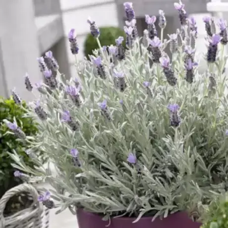 Lavandă Silver Mist