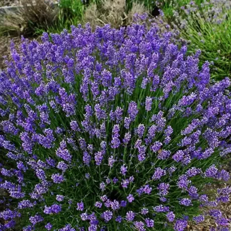 Lavandă Hidcote Vanndeputte