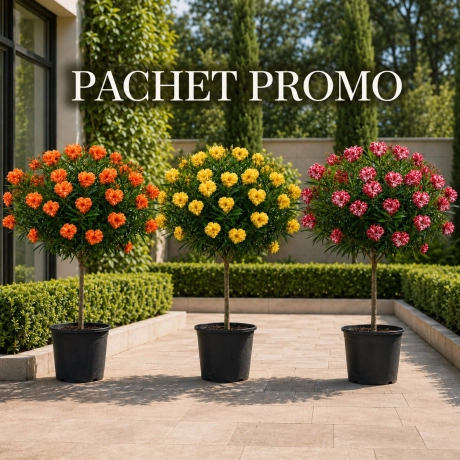 Pachet PROMO Leandru Heart Tip Pomisor