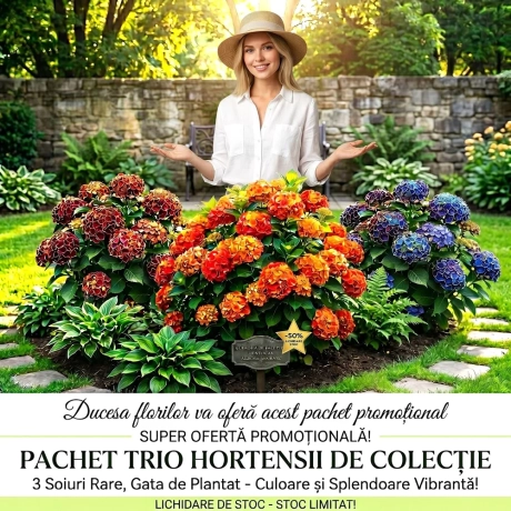 Pachet Trio Hortensii - Lichidare Stoc