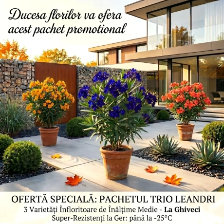 Pachet Trio Leandru Tufa Rezistent La Ger - Lichidare Stoc
