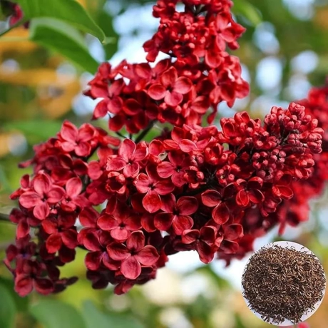 Liliac Rosu Cu Radacina Impachetata