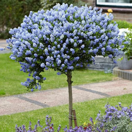 Liliac (Ceanothus) Copac Californian Victoria cu flori albastre vesnic verde