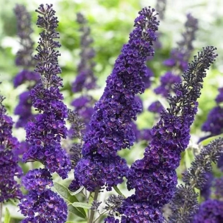 Buddleja Davidii Empire Blue