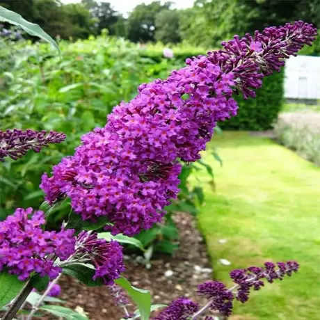 Liliac de vară Purple Prince Buddleja Davidii