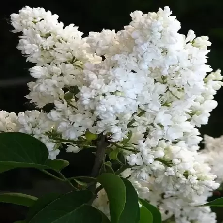 Liliac Lemoine la Ghiveci