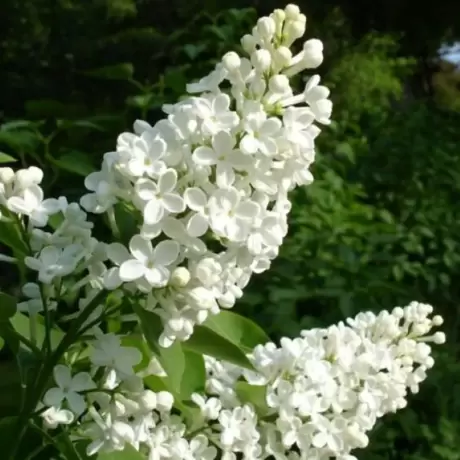 Liliac Miss Ellen Willmott Cu Radacina Impachetata