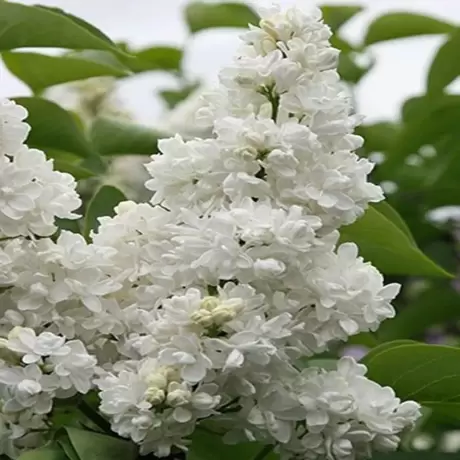 Liliac Lemoine Cu Radacina Impachetata
