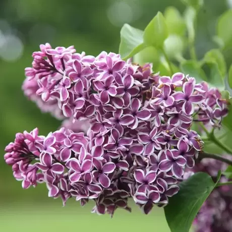 Liliac Sensation la Ghiveci