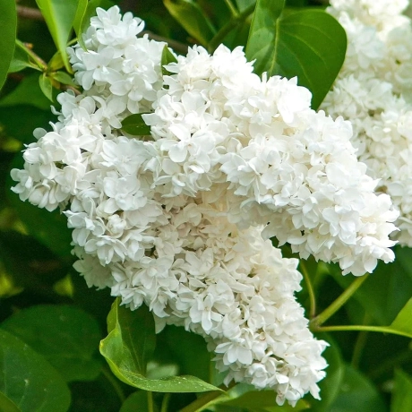 Liliac Alb Cu Radacina Impachetata